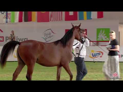 N15 AMARANDA RA - 2020 PRIDE OF POLAND - 42nd Arabian Horse National Show - Yearling Fillies (Cl...