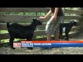 Goats Killed by Listeria, Family Says City W 