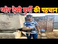 pure desi murgi ki pahchan pure desi murgi ko kaise pahchane