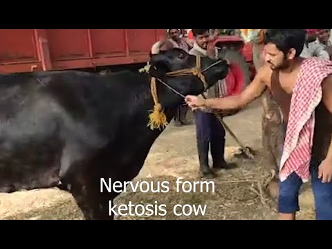 , title : 'Classical Ketosis (Initial nervous form)||How vet diagnosed and treated and saved the cow'