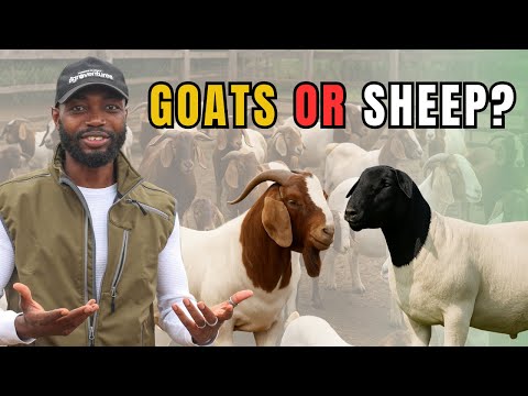 WHICH IS MORE PROFITABLE? Goats or Sheep?| Beginner Livestock Farmer Tips