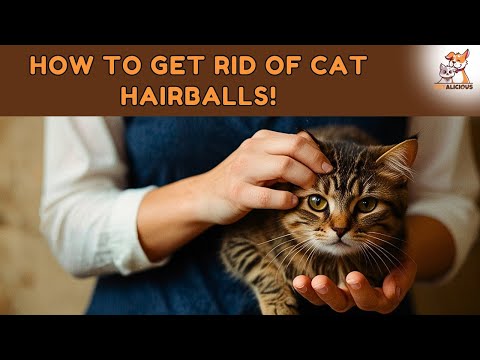 How to Get Rid of Cat Hairballs: Essential Tips for a Healthy Feline | #CatHairballs #cat #cats