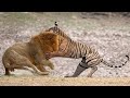 Tiger VS Lion Who Would Win