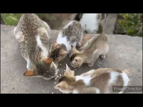 BILLI MAUSI BILLI MAUSI GHAR MAIN TUM AA JATI HO/ CATS THE BEST PETS/ MEAO/ @Lalit527