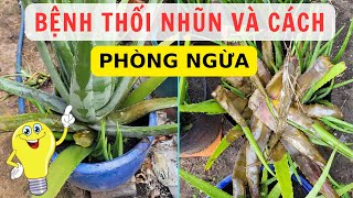 Cách Phòng Ngừa Bệnh Thối Nhũn Cho Cây Nha Đam Khi Vào Mùa Mưa || CÂY NHA ĐAM MỸ 0338.II3.493.