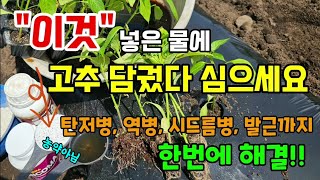 고추심기전 이것만 하고 심어도 병도걸리지 않고 서리오기전까지 주렁주렁 고추 수확합니다 #고추심는방법 #고추농…