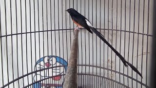 Download lagu DULU 25jt sekarang Dibawah 7 jt ! PERAWATAN MURAI BATU EKOR PANJANG BARU mp3 Download lagu DULU 25jt sekarang Dibawah 7 jt ! PERAWATAN MURAI BATU EKOR PANJANG BARU mp3