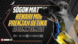 Download lagu MASTERAN SOGON‼️ MATERI KENRI MIX PRENJAK BETINA. #sogon #sogongacor #sogokontong mp3