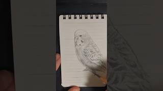 15分でメモ帳にセキセイインコを描いた #お絵描き