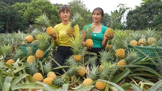 My sister Duong Green Forest Farm harvest pineapples - Go to the village market sell
