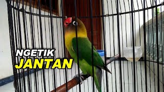 Download lagu Pancingan ngetik full lovebird Jantan mp3
