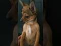 Can T Touch Bambi Dog Silly Puppy