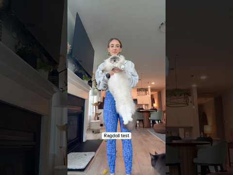 Ragdoll-Test #Katzen