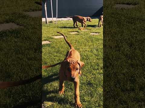 Rhodesian Ridgeback puppy for sale