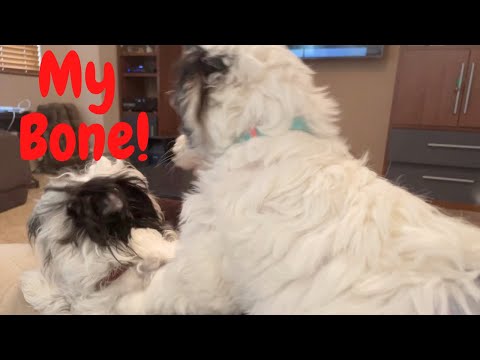 Give Me Some!! 🦴 This Lil Girl is Too Much! 🤣🐶 #bernedoodlepuppy #funnypuppy  #aussiedoodle