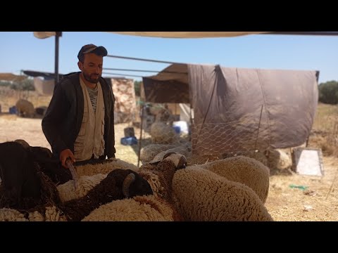 العلوش مايقبلش السوم ، لمحة عن الاسعار الاخيرة للاضاحي متاع العيد وتصريحات مفصلة مع عديد المواطنين 