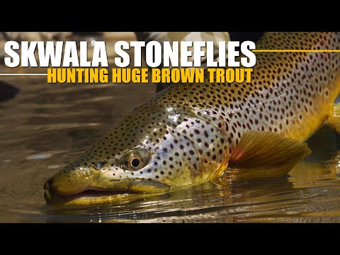 Fly Fishing Huge Brown Trout During the Skwala Stonefly Hatch. Early Season Rising Brown Trout