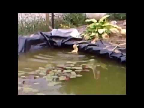 zachrana pred utopenim