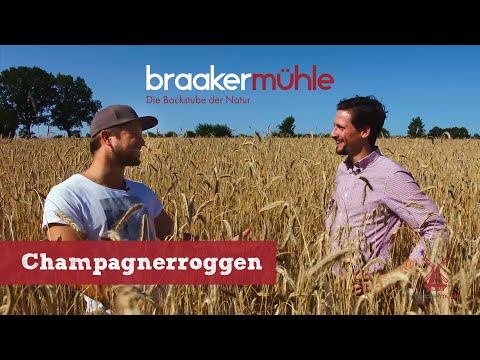 Champagner-Roggen - Warum wir für unser neues Brot regional anbauen