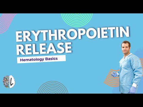 What Is Erythropoietin (EPO)? How Your Body Controls Red Blood Cells | Physiology Explained