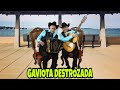 Gaviota Destrozada Fidencio Ayala y Tony Coronado