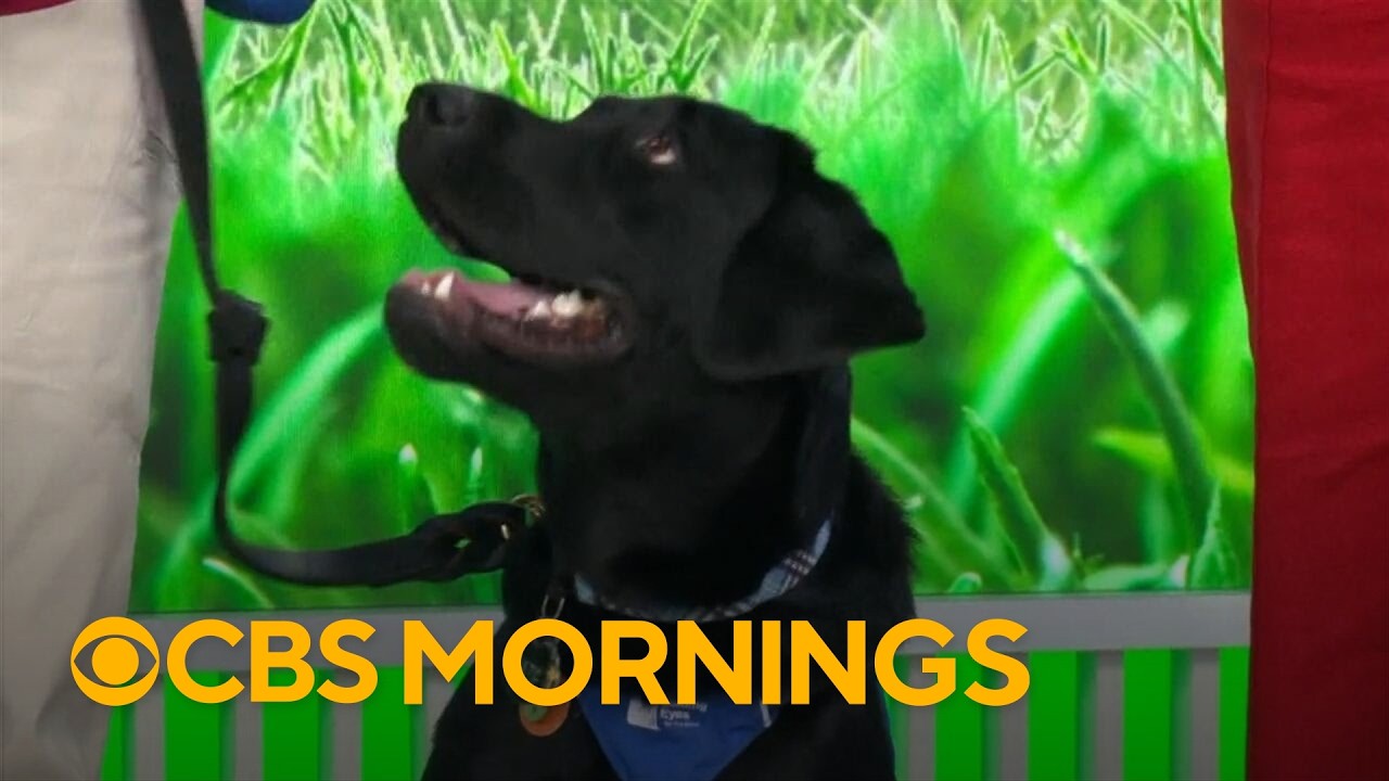 Puppies Gayle, Nate and Tony show off their guide dog training on CBS Mornings