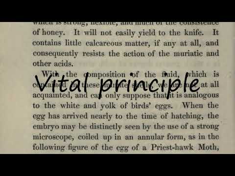 How to Pronounce Vital principle?