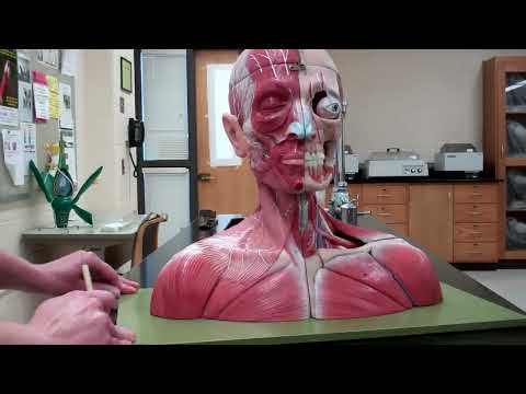 Muscles: Part 1 - Head and neck muscles