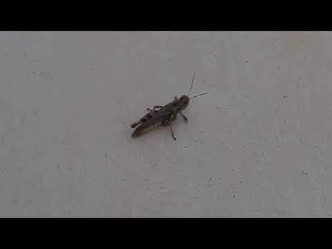 Eine einbeinige Heuschrecke ... „Beer Thirty“ ...