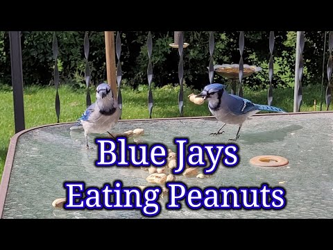 Blue Jays Eating Peanuts