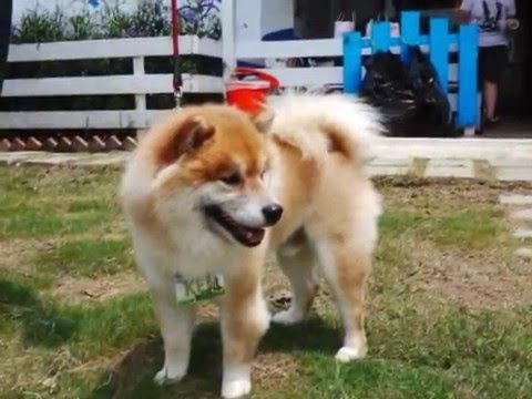 2012年夏日運動會(原發表者:戰神弟弟麻)(影片)