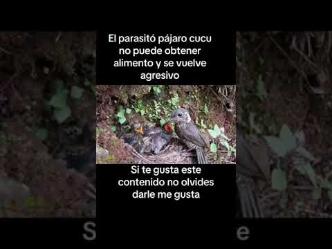 El pájaro parásito cuco al no obtener comida se pone agresivo