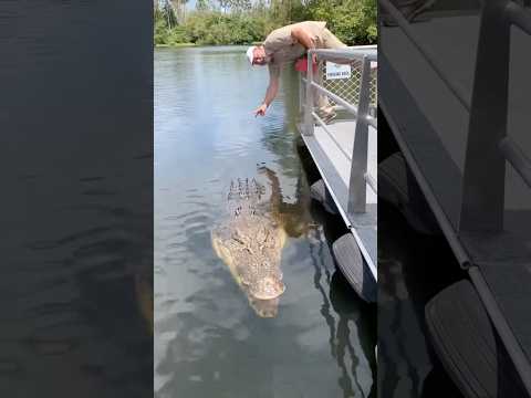 Saltwater crocodile #ai#shorts