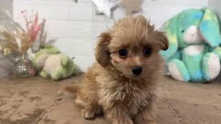 ハーフ犬の動画01