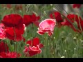 Wilder Mohn