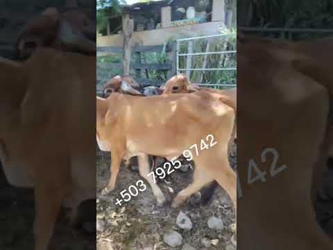 lote de Terneras disponibles en San Francisco Gotera, Morazán Sur