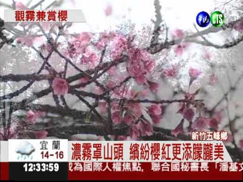 70年櫻花樹盛開 觀霧山景美如畫