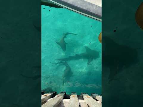 Hai Angriff🤯🦈🤿 | Lewinray #shorts