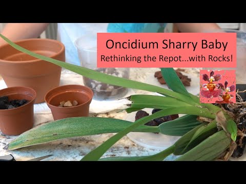 Rethink the Repot with Orchid Oncidium Sharry Baby - with Rocks!  And What To Do About Those Leaves?