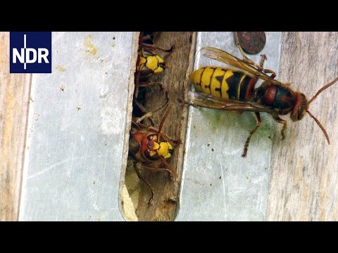 Nichts für schwache Nerven: Umzugshelfer für Hornissen | NaturNah | NDR Doku