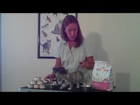 Royal Canin BabyCat Kitten Food