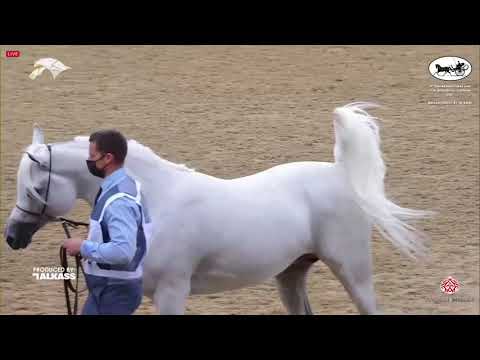 N 283 AL MILAN   9th Qatar National AHS for Individual Owners   Stallions 11+ Years Old Class 12