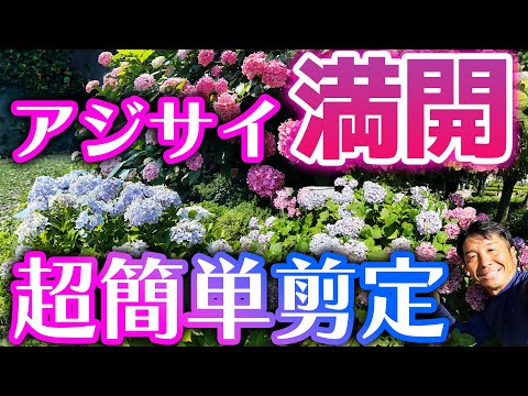 アジサイを剪定してたくさんの花を咲かせる方法