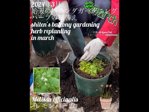 つる性植物 バルコニー 常緑樹 葉 スター ジャスミン