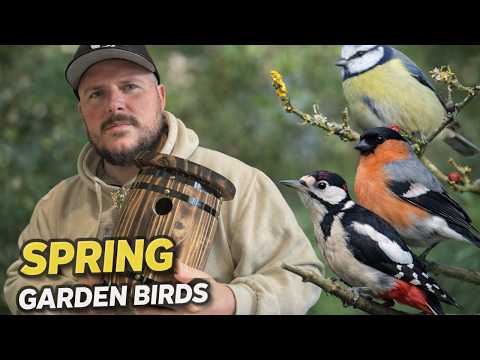 British Garden Birds | Identification Guide for Beginners