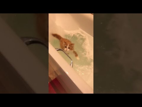 Wasserscheue Katze