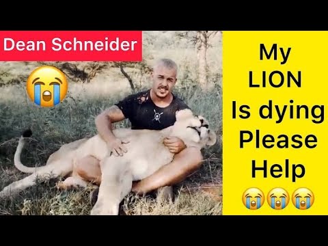 When DEAN SCHNEIDER Lion was not well 😔 😔 - Hakuna mipaka Oasis - Part of the Lion Pride