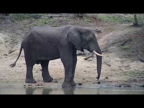 Djuma: Lone Elephant bull - 15:43 - 10/06/20