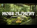 Simplicity and Minimalism of Moss Element: How to Build Serenity with Shade Landscaping