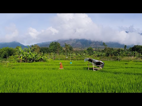 KECAPI SULING SUNDA DALAM PANORAMA ALAM MENAKJUBKAN, MENEMANI PARA PETANI BERAKTIVITAS DI SAWAH